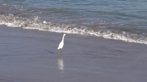 A seagull on the shore of a beach receiving small waves from the sea standing on Stock Footage 155820104