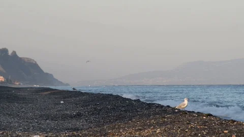 A seagull on the shore of the Eastern Sicily Stock Footage 97761389
