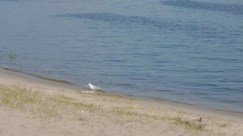 Seagull on the shore eats a big fish. Seagull eats carrion. Seagull eats dead Stock Footage 202114637