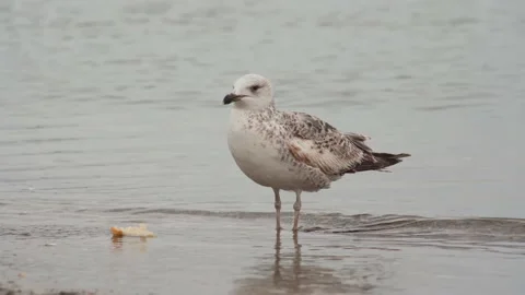 A seagull on the shore eats bread Stock Footage 191986729