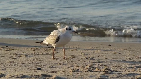Seagull on the shore Stock Footage 81363122