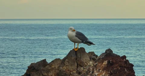 Seagull on the shore ocean. Close up of view of white bird seagull Stock Footage 269220028