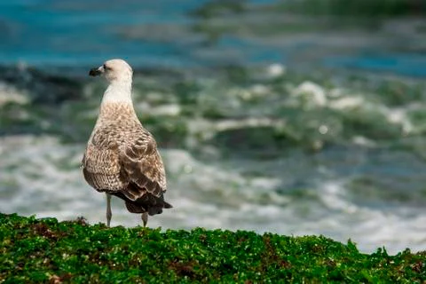 Seagull at shore Stock Photos