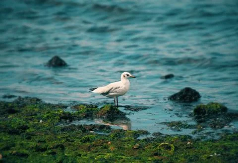 A seagull on the shore Stock-Fotos