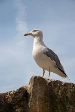Seagull on shore Stock Photos