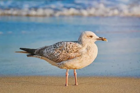 Seagull on the Shore Stock Photos