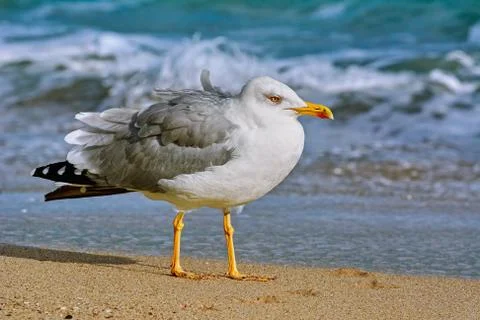 Seagull on the shore Stock Photos