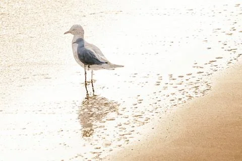 Seagull on the shore Foto stock
