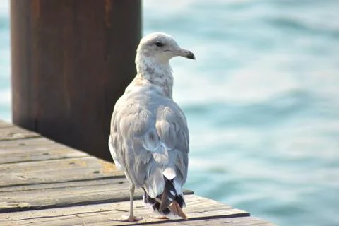 A seagull on the shore Stock Photos