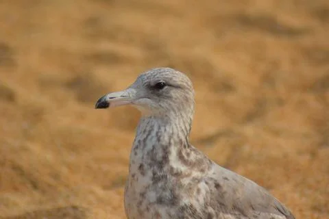 A seagull on the shore Stock Photos