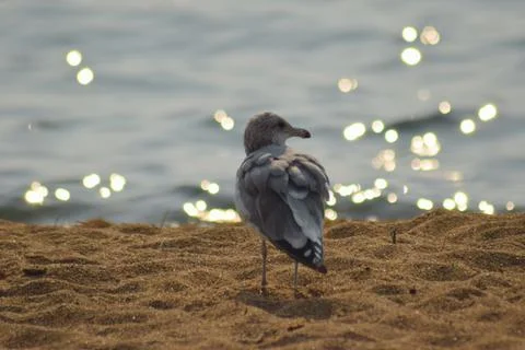 A seagull on the shore Stock Photos