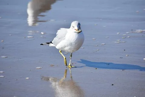 Seagull on the shore Stock Photos