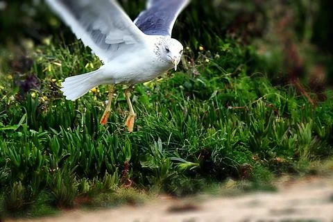 A seagull on the shore Stock Photos