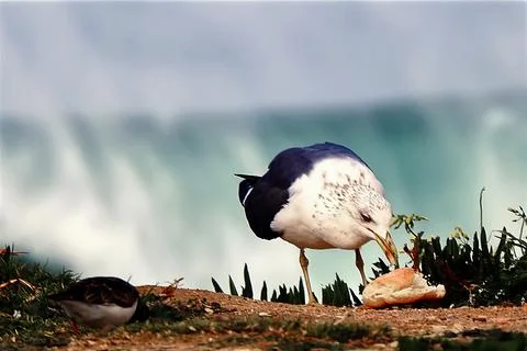 A seagull on the shore Stock Photos
