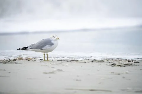 Seagull on the shore. Stock Photos