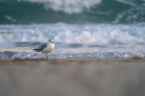 Seagull on the Shore Stock Photos