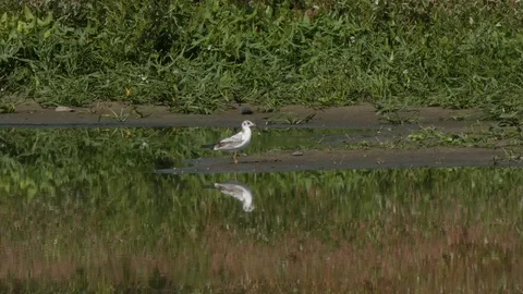 Seagull on the shore of the pond Stock Footage 114758268