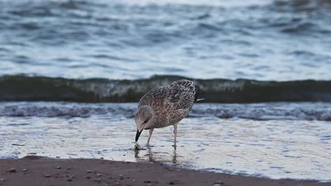 Seagull by the Shoreline eating fish Stock Footage 284108511