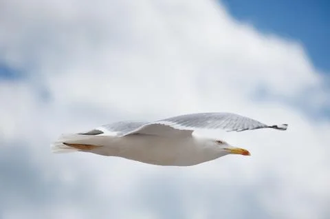 Seagull side Stock Photos