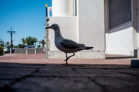 Seagull on the sidewalk Stock Photos