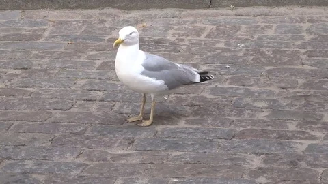 Seagull on the sidewalk tile Stock Footage