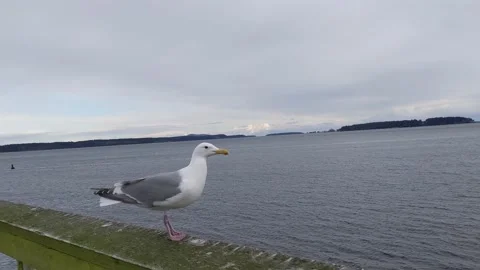 Seagull on Sidney Pier Stock Footage 178303022
