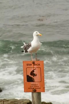 Seagull On A Sign Stock Photos