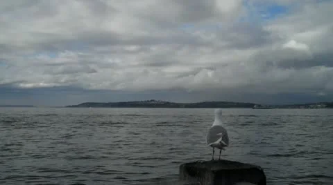 Seagull, Silent Видео 20483224