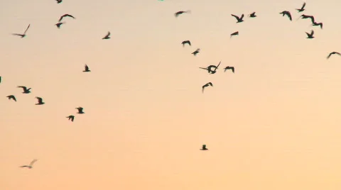 Seagull Silhouett Stock Footage 622511