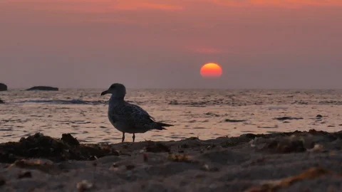 Seagull in silhouette on beach at sunset looking out over ocean Vídeos de archivo 111996948