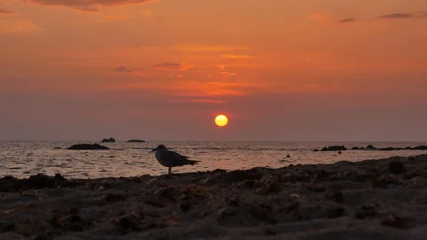 Seagull in silhouette on beach at sunset looking out over ocean Video stock 112004597