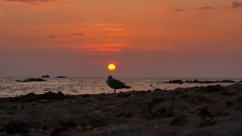 Seagull in silhouette on beach at sunset looking out over ocean Stock Footage 112005714