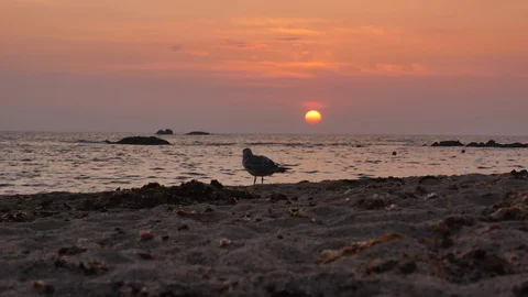 Seagull in silhouette on beach at sunset looking out over ocean Stock Footage 112005829