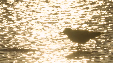Seagull Silhouette in Water with Sunlight Reflections Stock Footage 287480943
