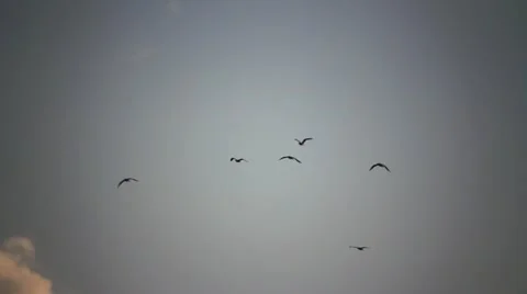 Seagull silhouettes Stock Footage 20498935