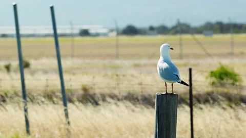Seagull Silver Gull On A Post Flies off Medium Wide Shot 1080P Stock Footage 148526856