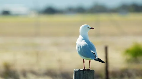 Seagull Silver Gull On A Post Medium Shot 1080P Stock Footage 148527552
