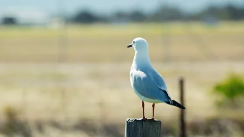 Seagull Silver Gull On A Post Medium Shot 1080p Stock Footage 148527612