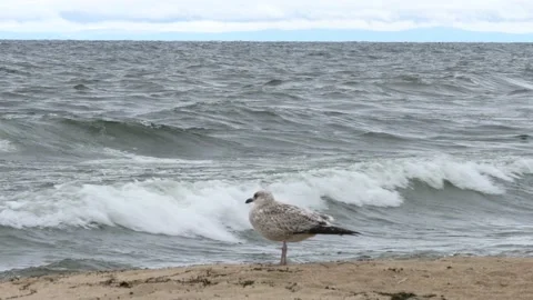A seagull sit on the sandy beach of Lake Baikal. Video stock 164426329