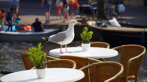 Seagull sit on the table cafe Stock Footage 90303568