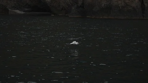 Seagull sit on the water Stock Footage 100194951