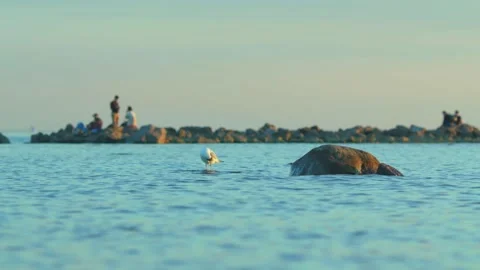 Seagull sits and cleans its feathers on a small stone in the sea at the sunset Stock Footage 164243155