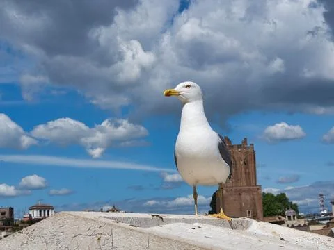 Seagull sits on a battlement 스톡 사진