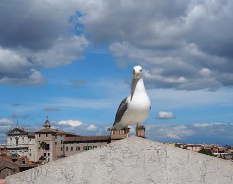 Seagull sits on a battlement Stock Photos