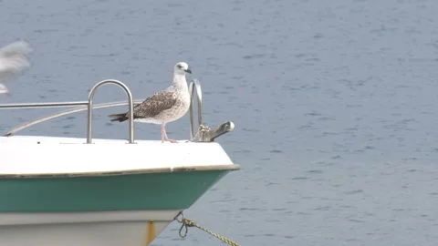 The seagull sits on the bow of the boat Stock Footage 219021259