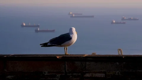 A seagull sits on a brick wall against the background of the sea and ships Stock Footage 101102018