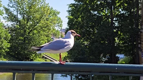 Seagull sits on the bridge railing and watches the traffic Stock Footage 328454022
