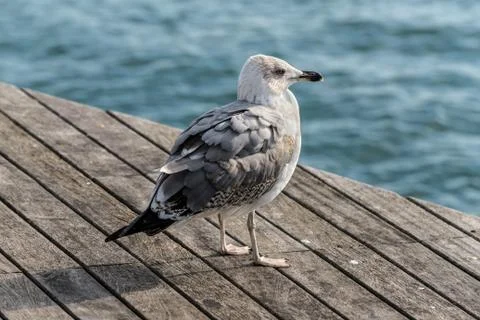 Seagull sits at the dock Stock Photos