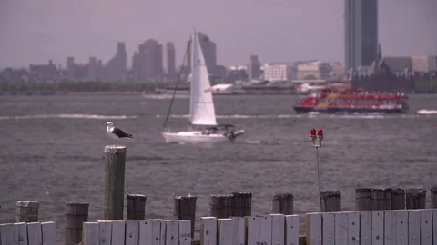 A seagull sits on a dock piling as the boats go by in New York Harbor Vidéo 71896629