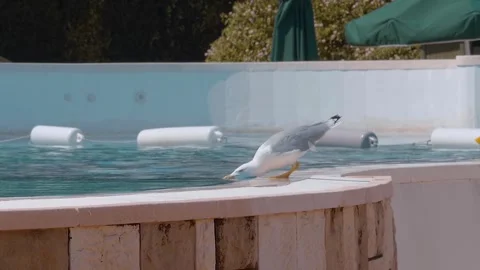 A seagull sits on the edge of a pool and drinks water from it Stock Footage 323919339